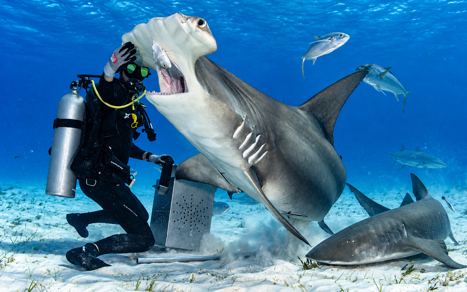 Bimini diving placeholder